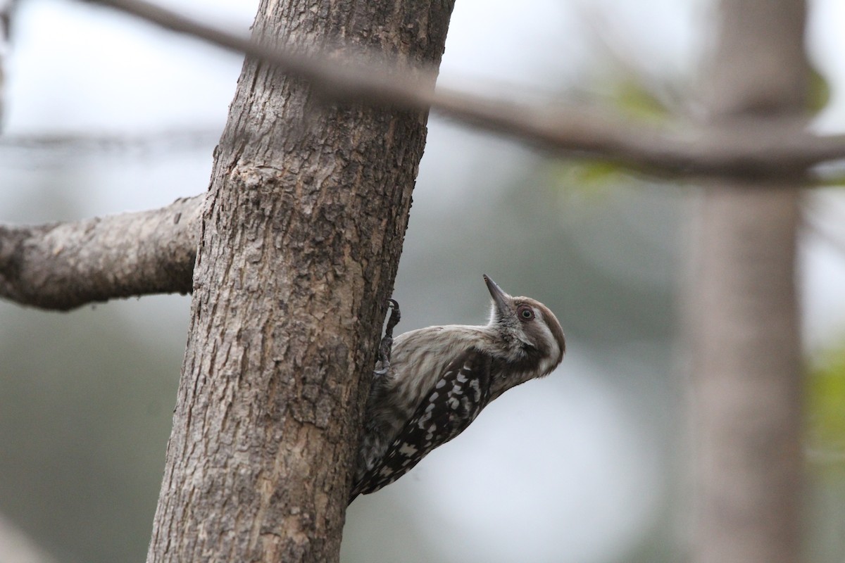 Brown-capped Pygmy Woodpecker - ML406284011