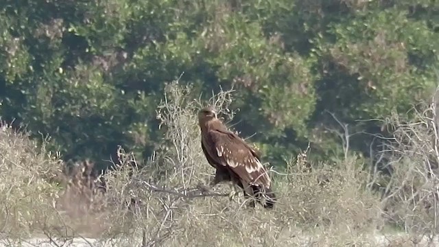 Greater Spotted Eagle - ML406287071