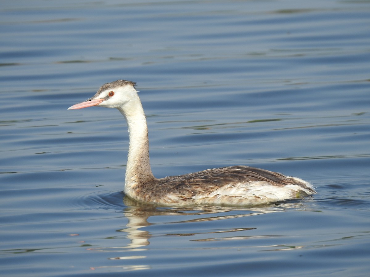 Great Crested Grebe - ML406290491