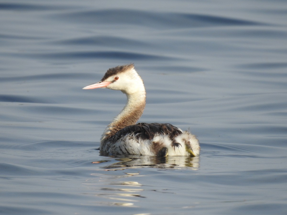 Great Crested Grebe - ML406290701