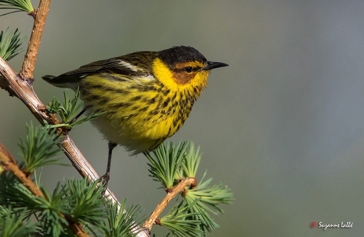 Cape May Warbler - Suzanne Labbé