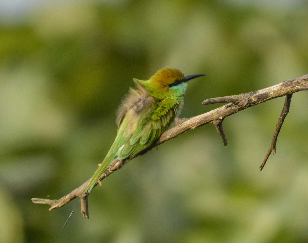 Asian Green Bee-eater - SWARUP SAHA