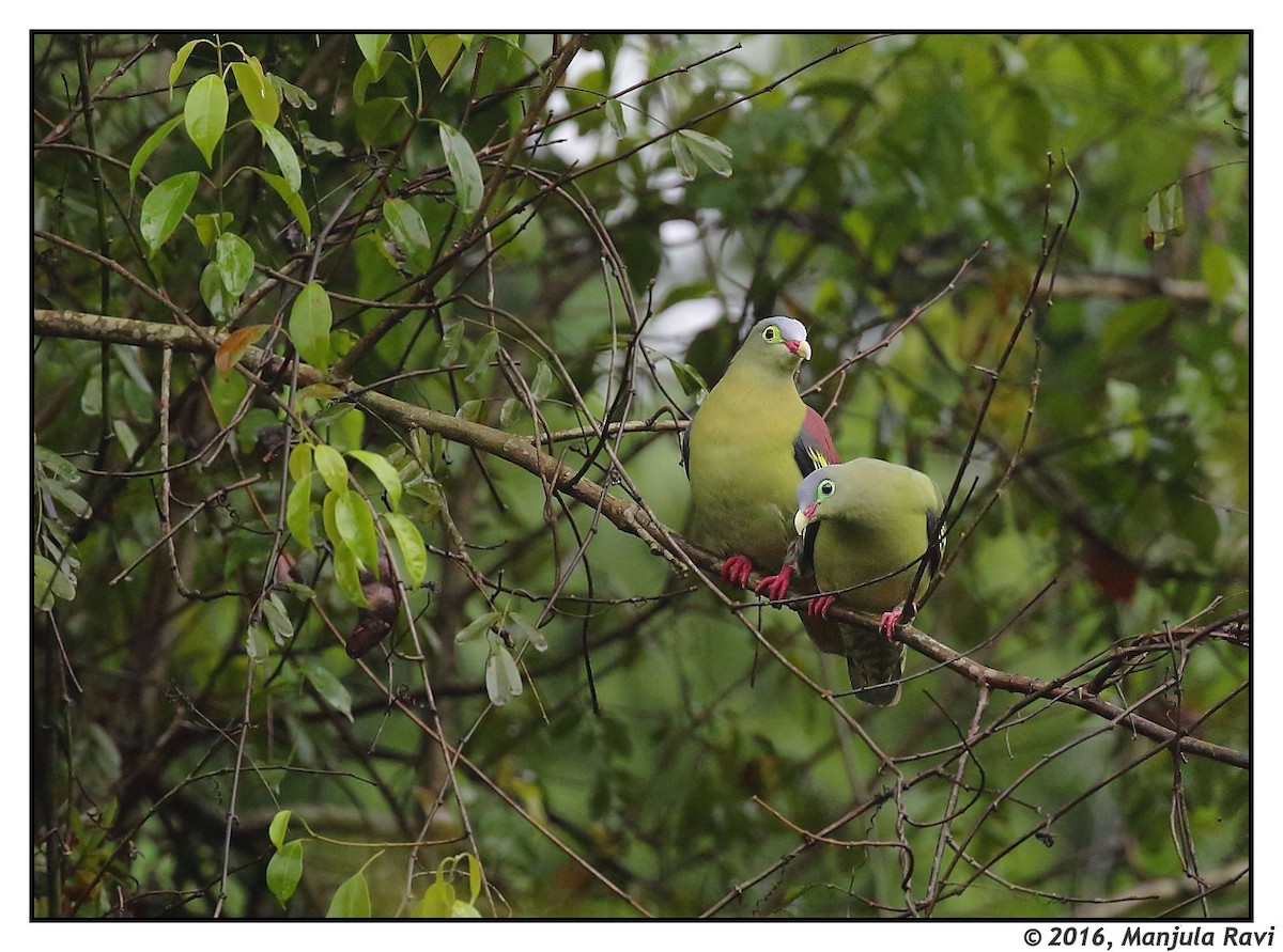 Thick-billed Green-Pigeon - Albin Jacob