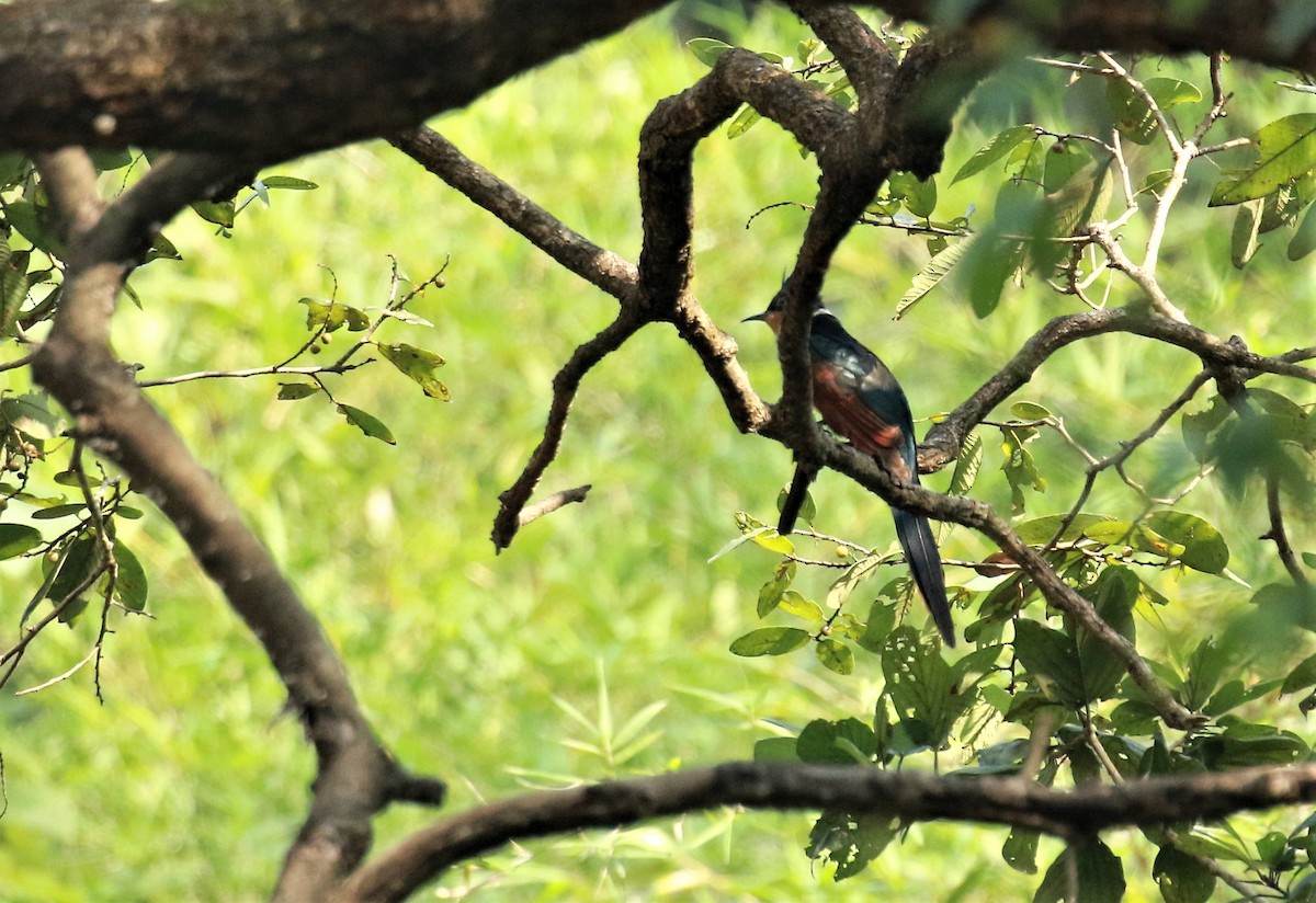 Chestnut-winged Cuckoo - Prashant  Masurkar