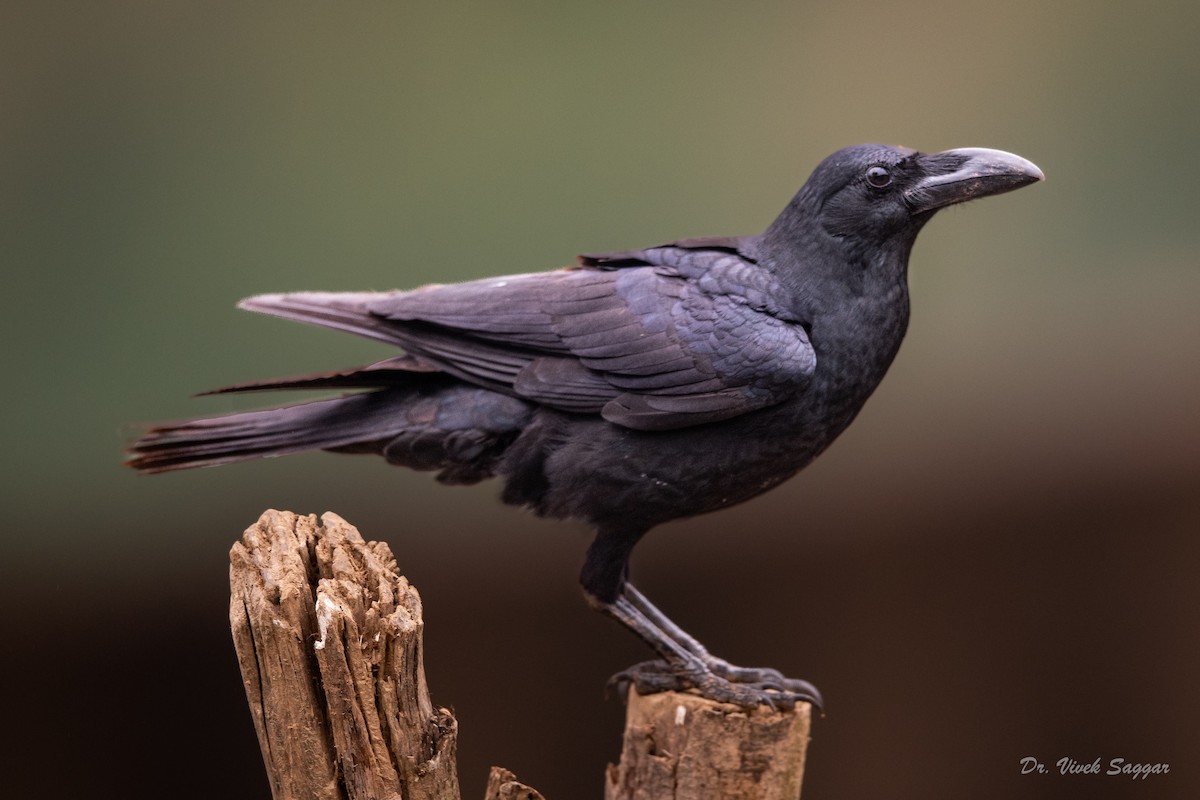 Large-billed Crow - ML406304531