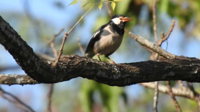 Indian Pied Starling - ML406306321