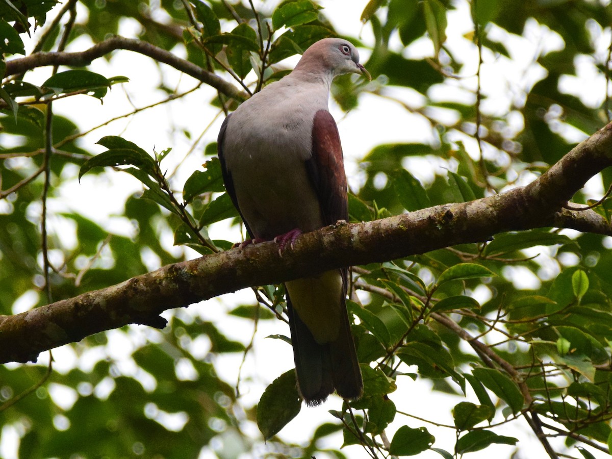 Mountain Imperial-Pigeon - ML406306371