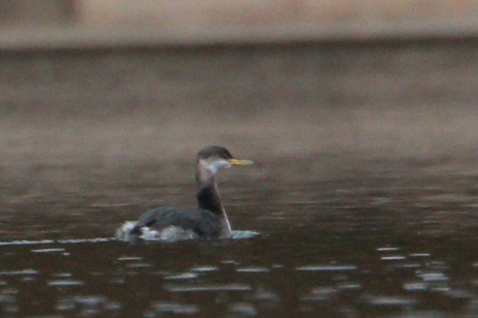 Red-necked Grebe - ML40631011