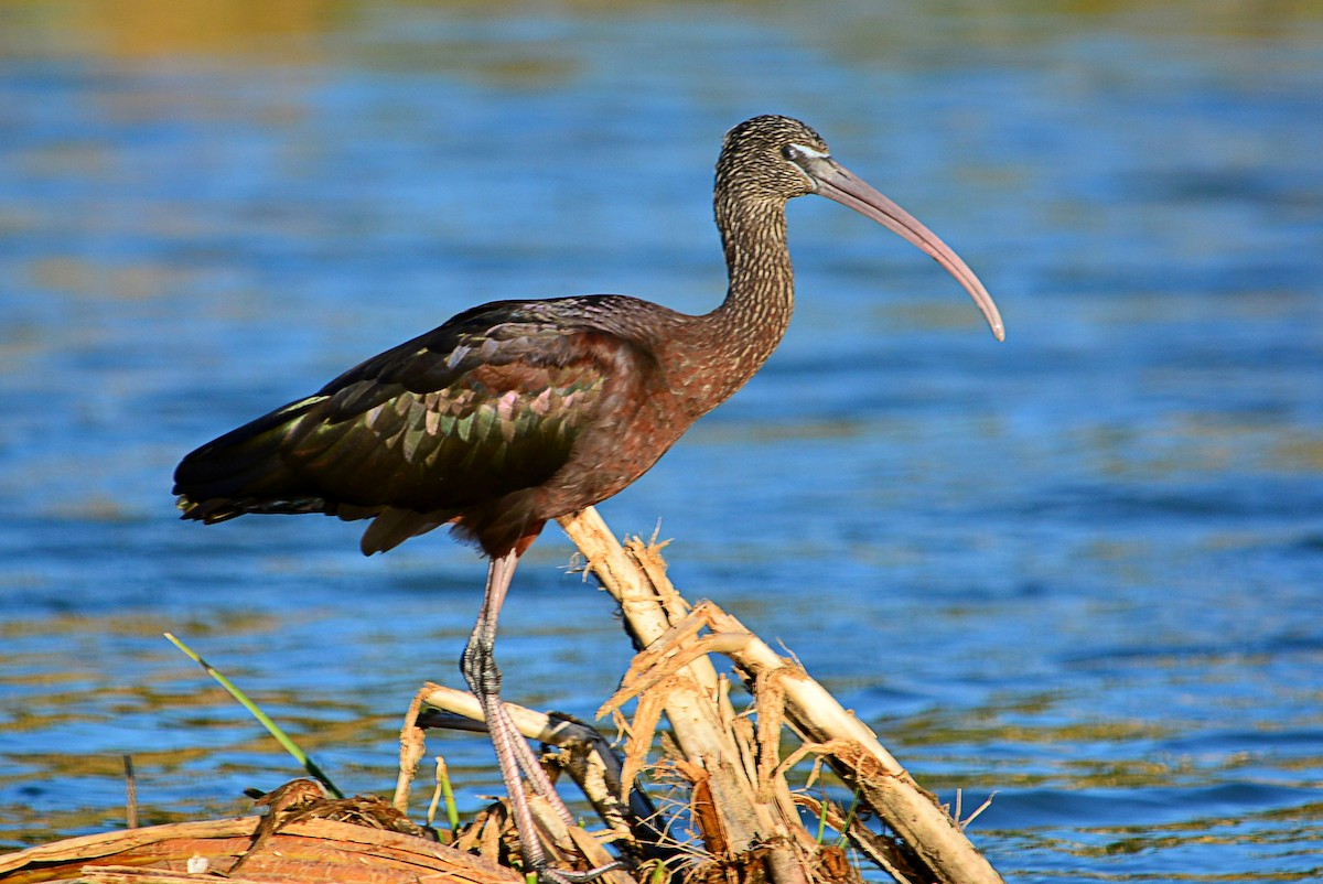 ibis hnědý - ML406312691