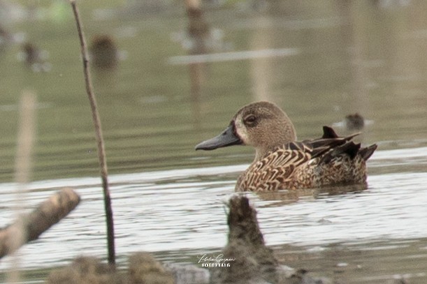 Blue-winged Teal - ML406315221