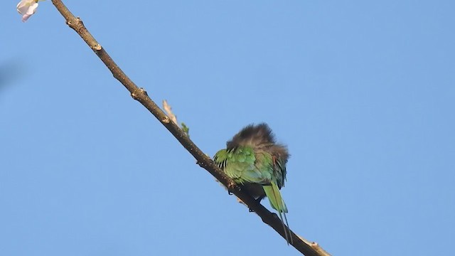 Asian Green Bee-eater - ML406316611