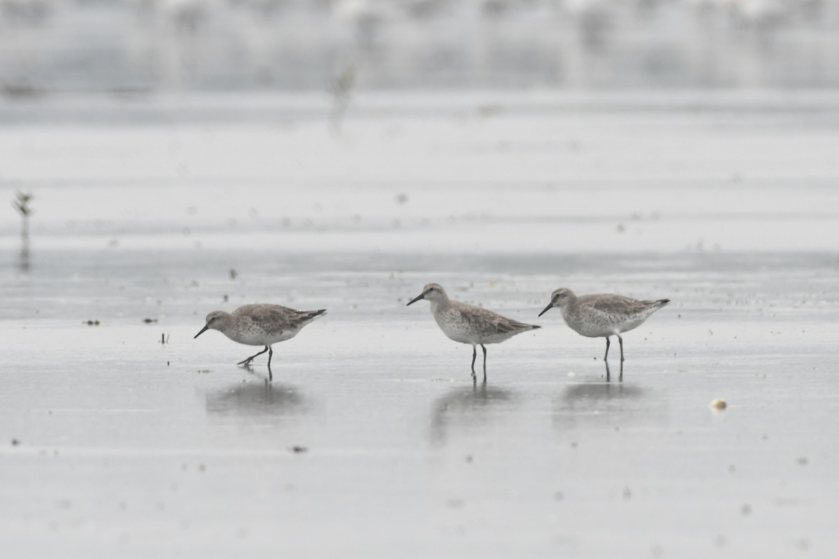 Red Knot - ML406321491