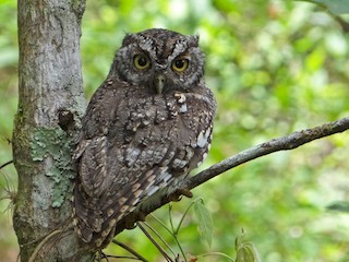 ヒゲコノハズク - eBird
