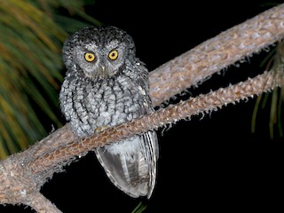 ヒゲコノハズク - eBird
