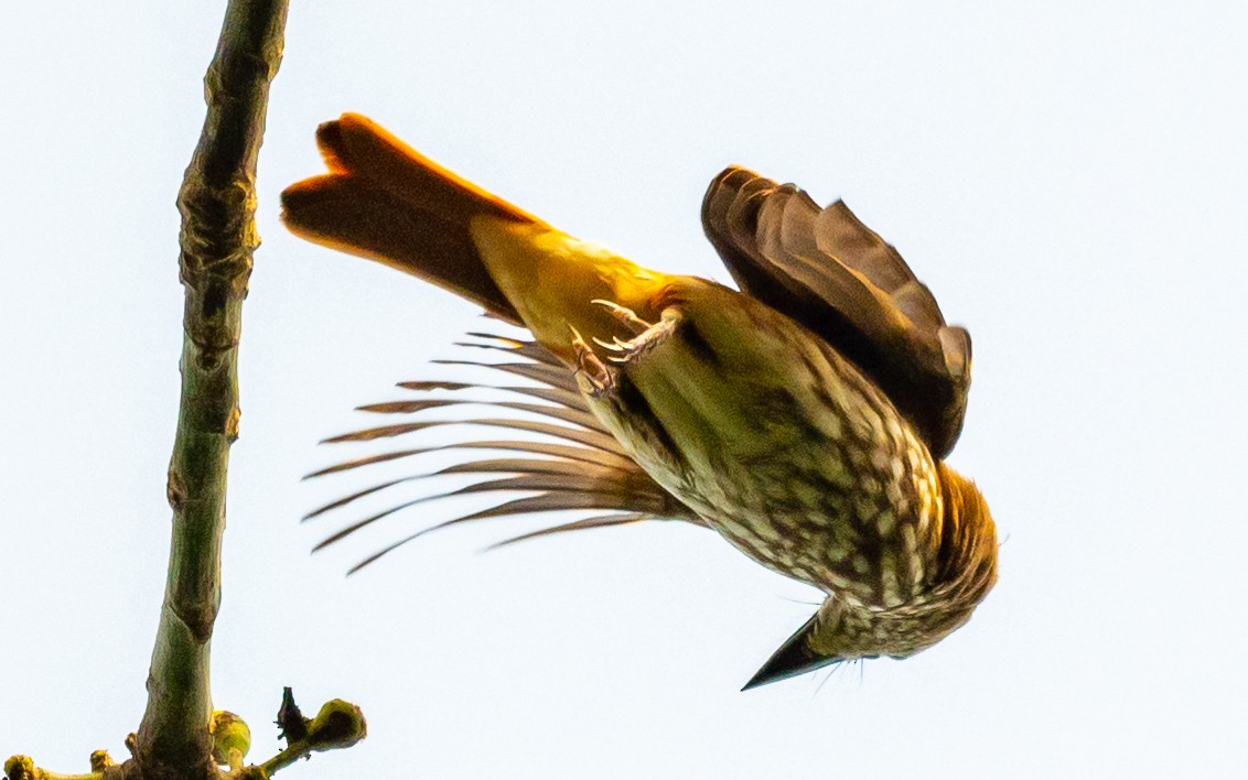African Shrike-flycatcher - ML406335391