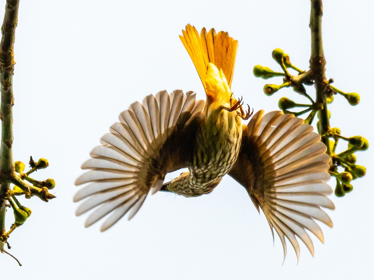 African Shrike-flycatcher - ML406335401