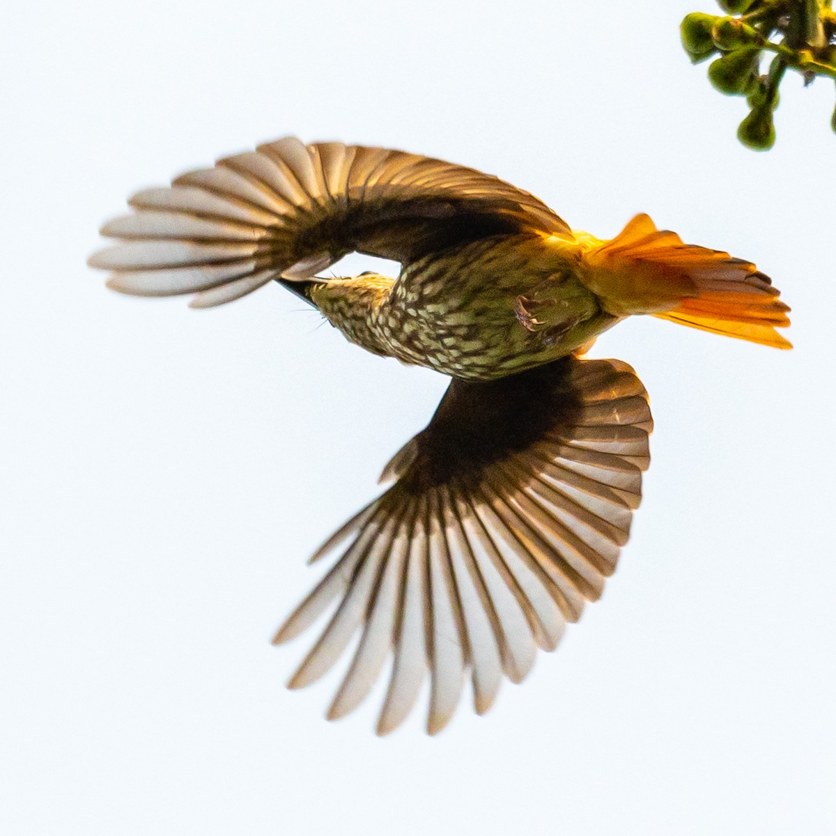 African Shrike-flycatcher - ML406335411