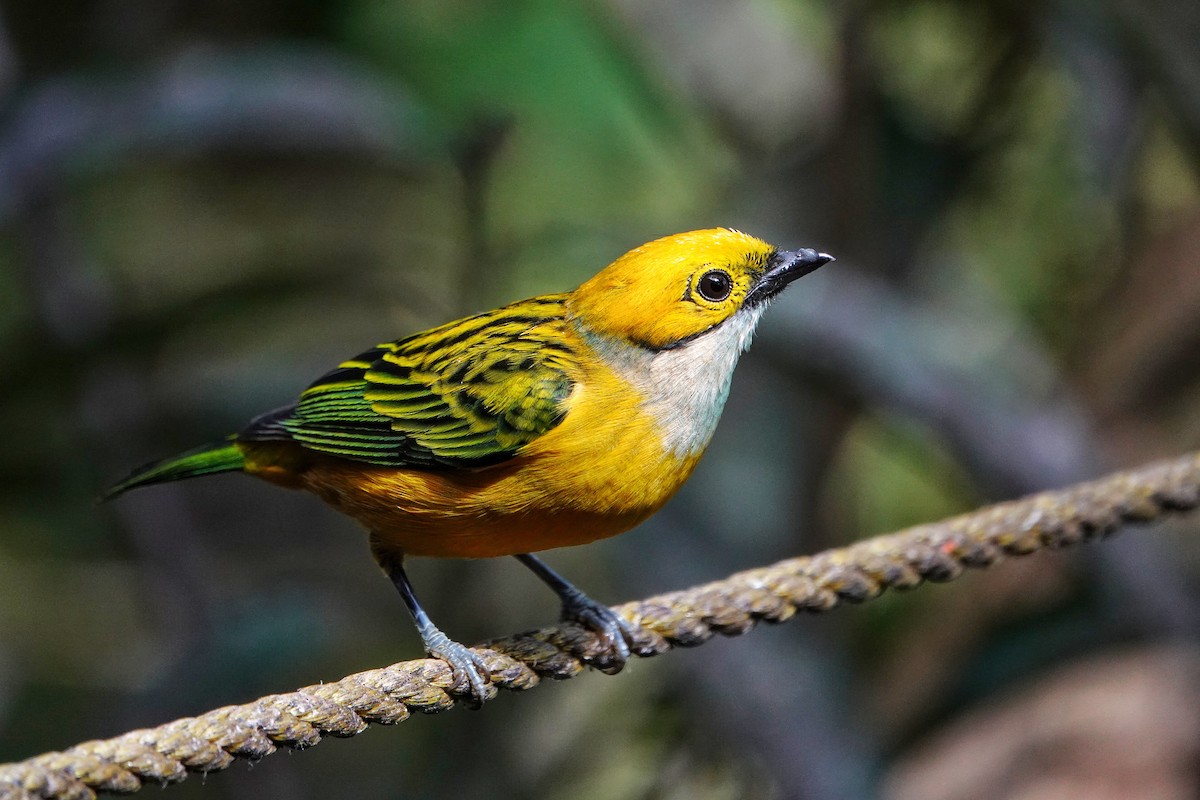 Silver-throated Tanager - ML406336951