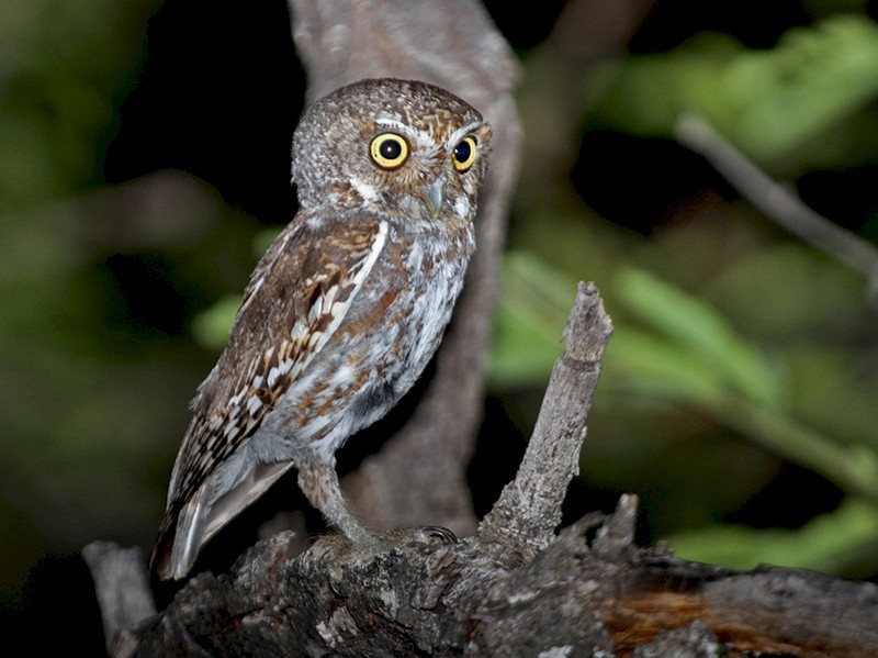 Elf Owl - eBird