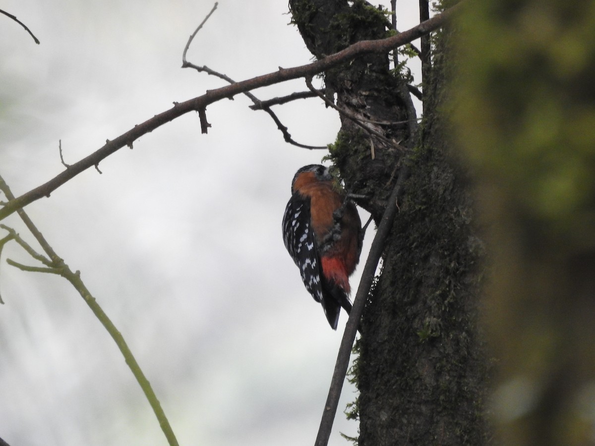 Rufous-bellied Woodpecker - B.R. Ansil