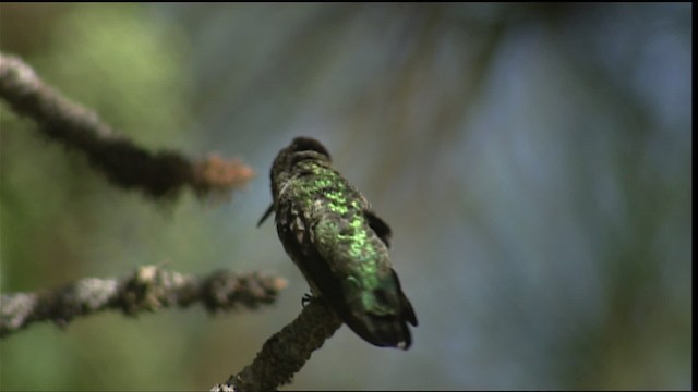 Black-chinned Hummingbird - ML406344