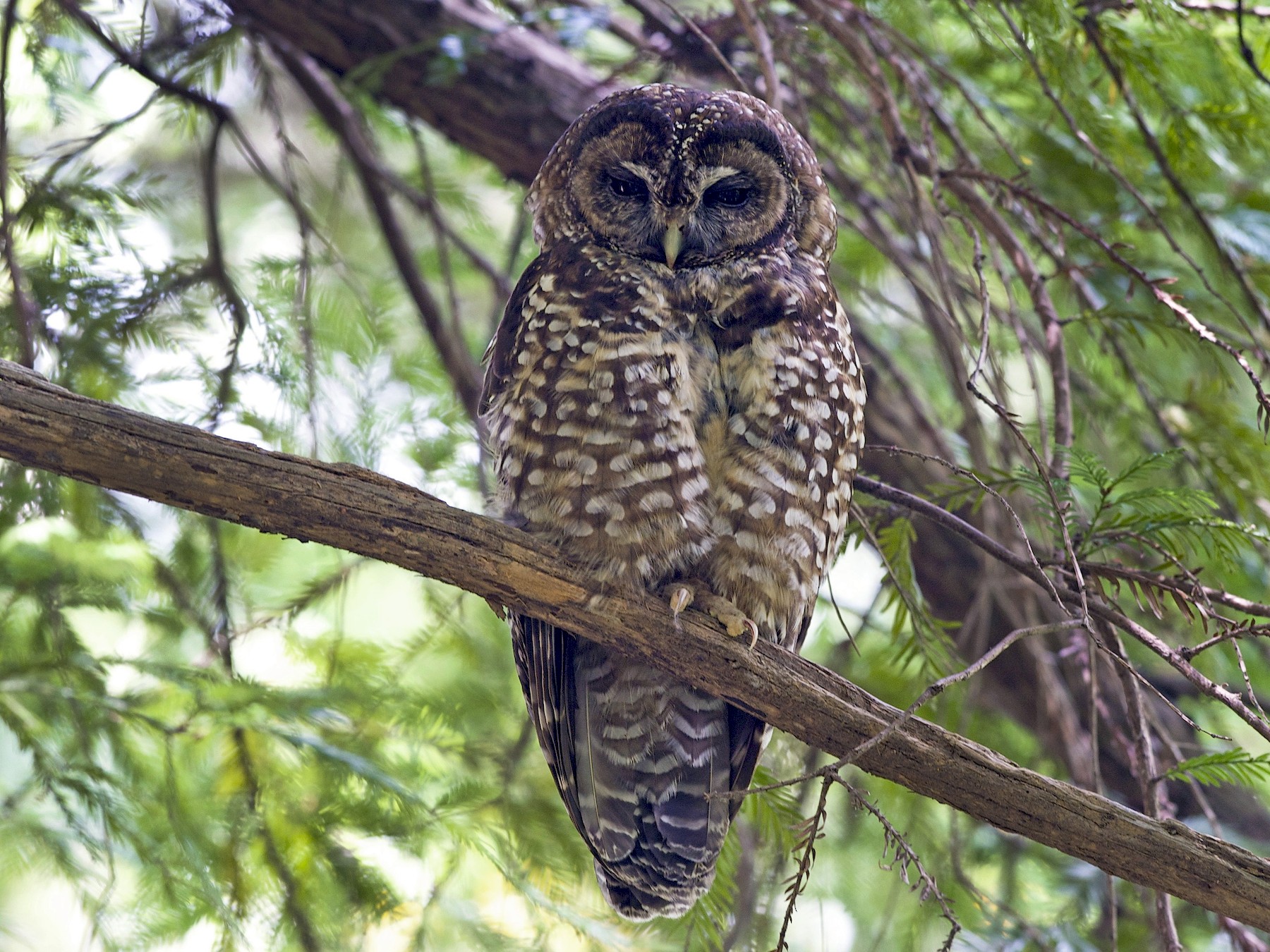 Spotted Owl - Logan Southall