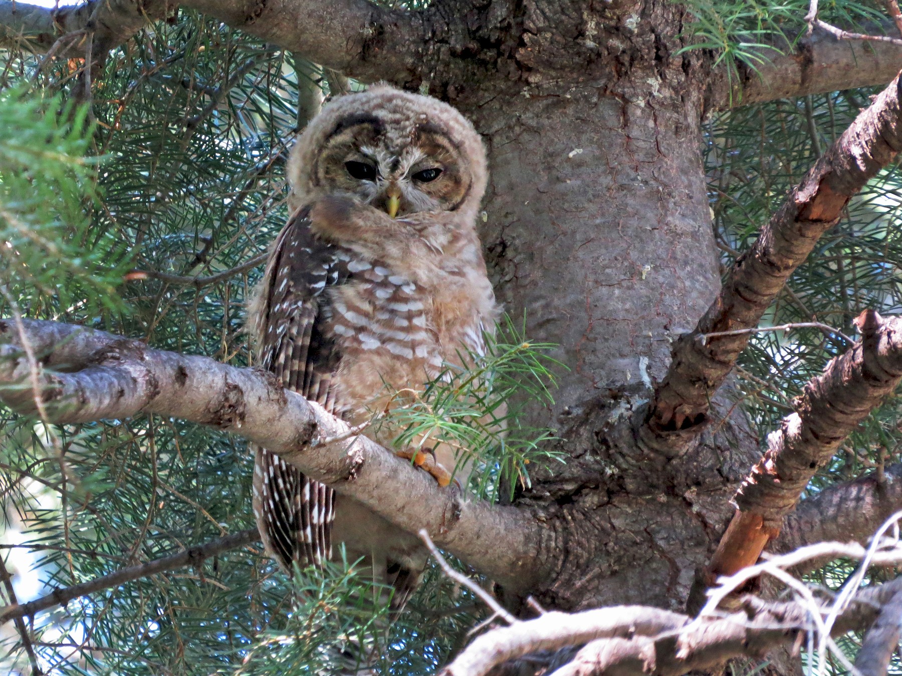 Spotted Owl - Steve Hosmer