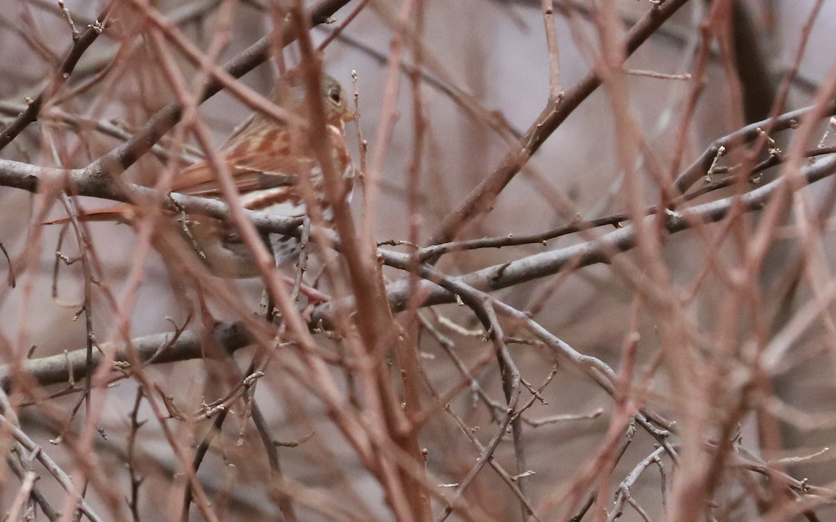Fox Sparrow (Red) - ML406355781