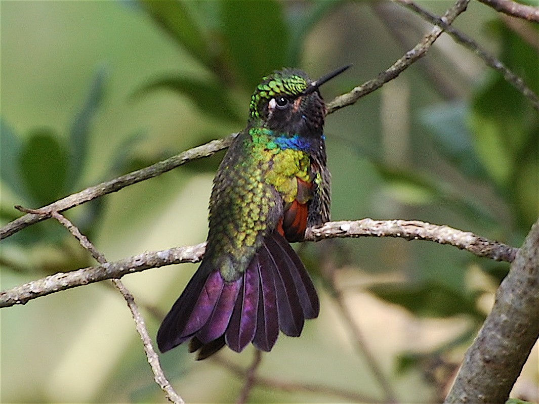 Garnet-throated Hummingbird - Alan Van Norman