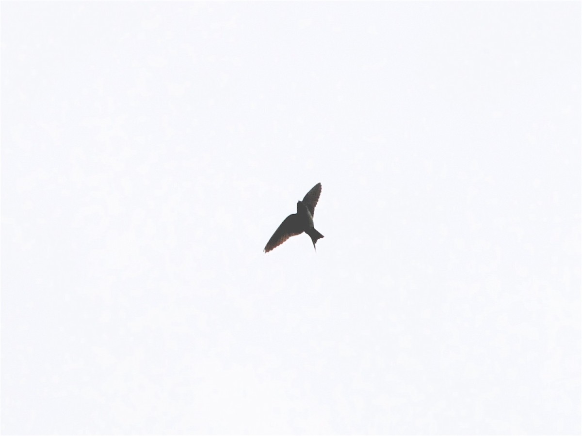 Black-capped Swallow - Alan Van Norman