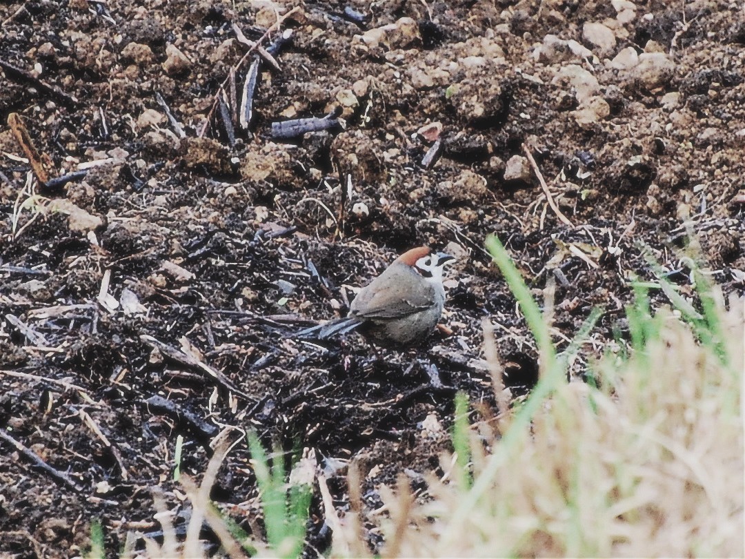 White-faced Ground-Sparrow - Alan Van Norman