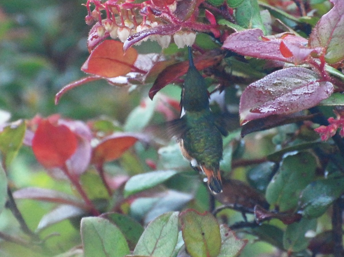 Wine-throated Hummingbird - Alan Van Norman