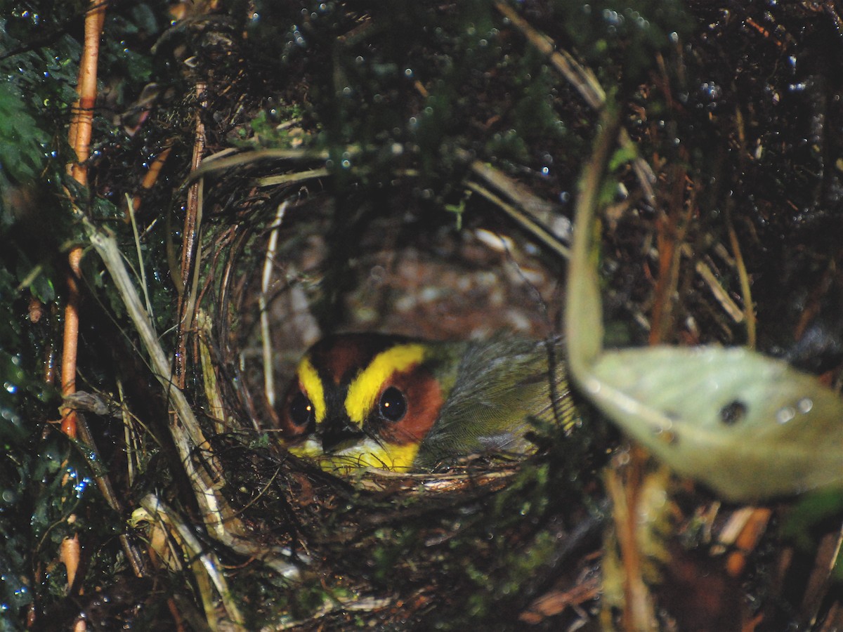 Golden-browed Warbler - Alan Van Norman