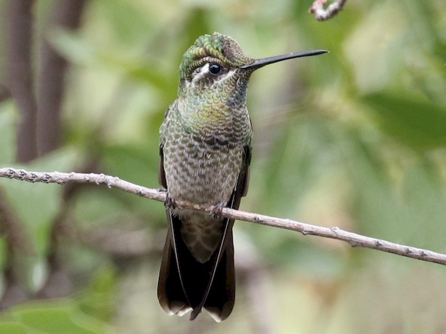 Female - Rivoli's Hummingbird - 