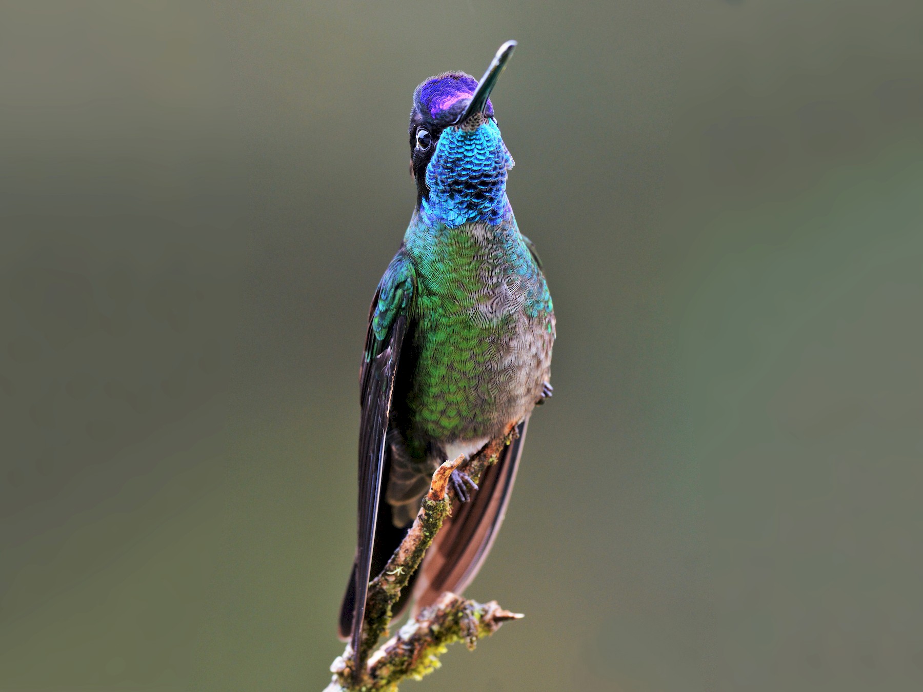 Talamanca Hummingbird - David Hollie