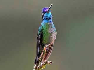 Adult male - David Hollie - ML40636591