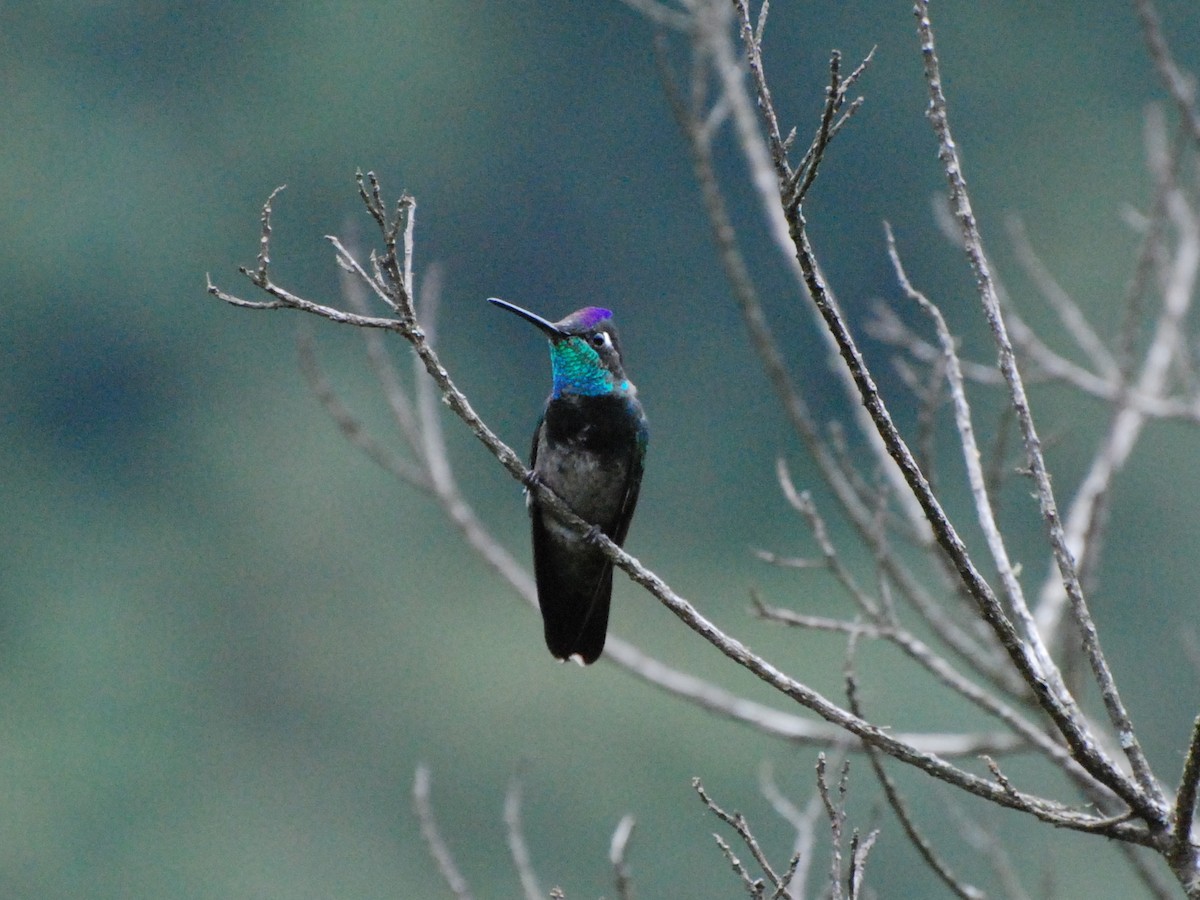 Rivoli's Hummingbird - Alan Van Norman