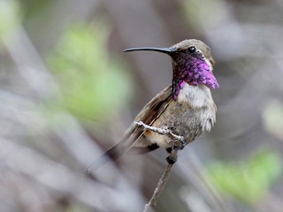 アカヒゲハチドリ - eBird