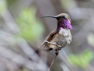 Macho - Jay McGowan - ML40637281