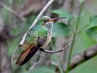  - Buff-bellied Hummingbird (Northern)