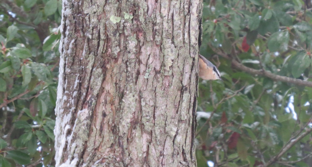 Red-breasted Nuthatch - ML406375501