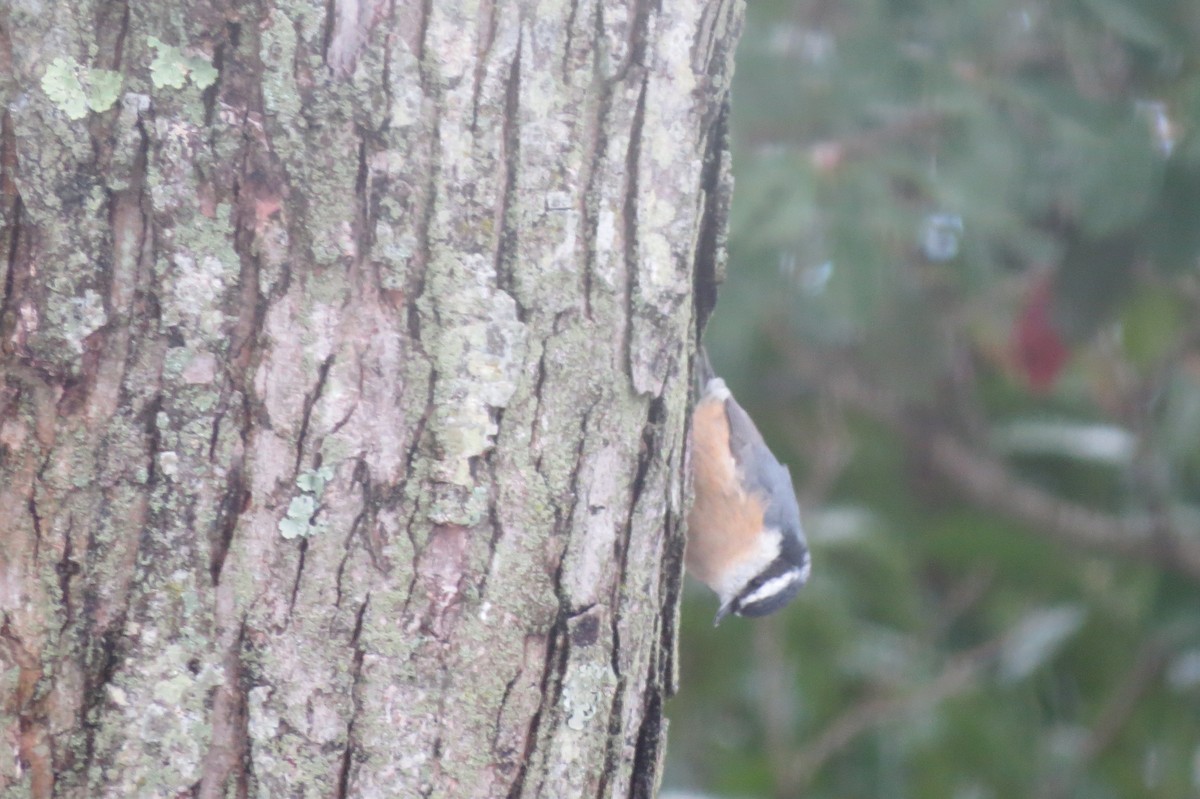Red-breasted Nuthatch - ML406375511