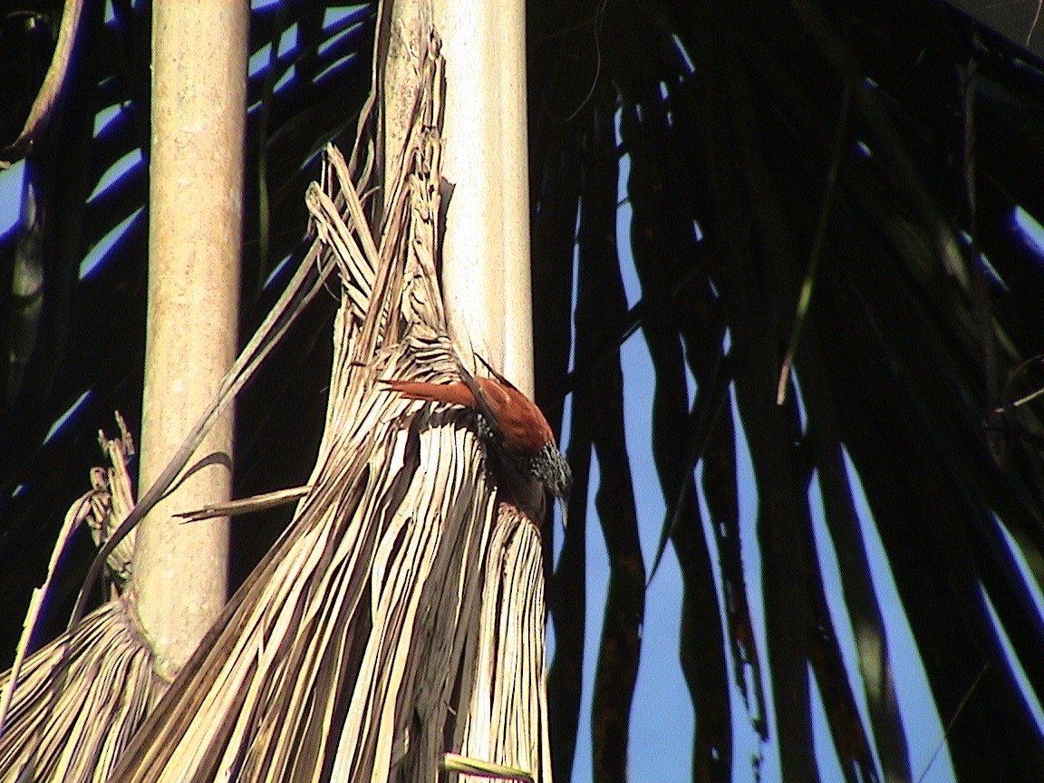 Point-tailed Palmcreeper - Alan Van Norman