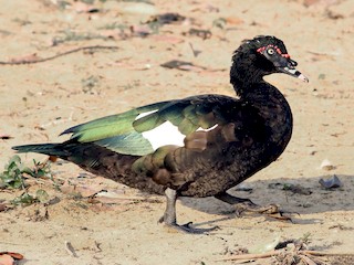  - Muscovy Duck