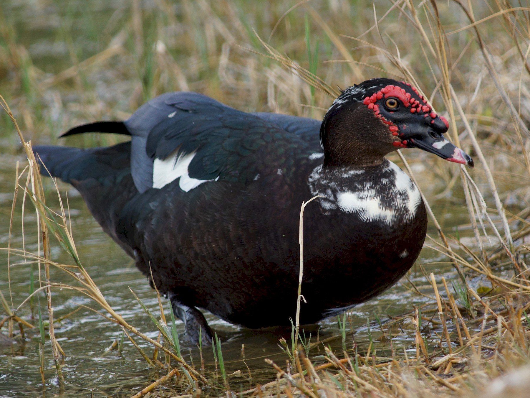 Wild Muscovy Duck