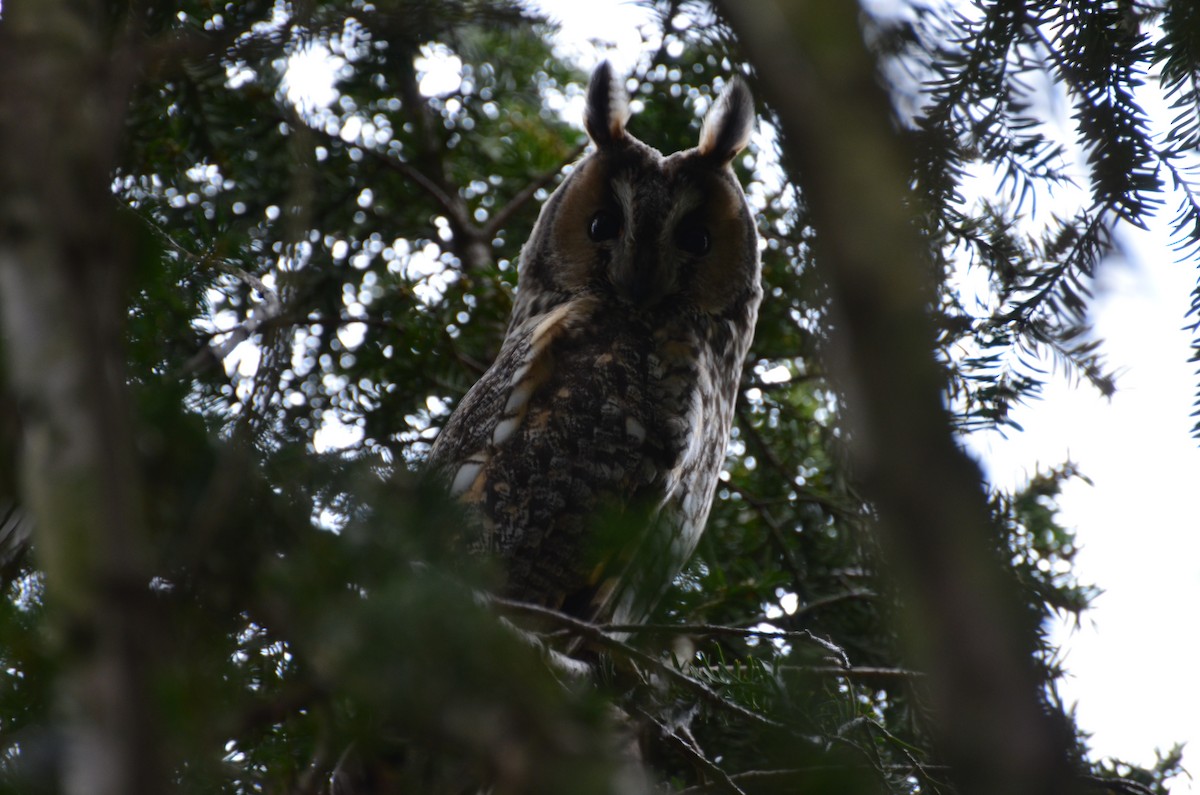Long-eared Owl - ML406390211