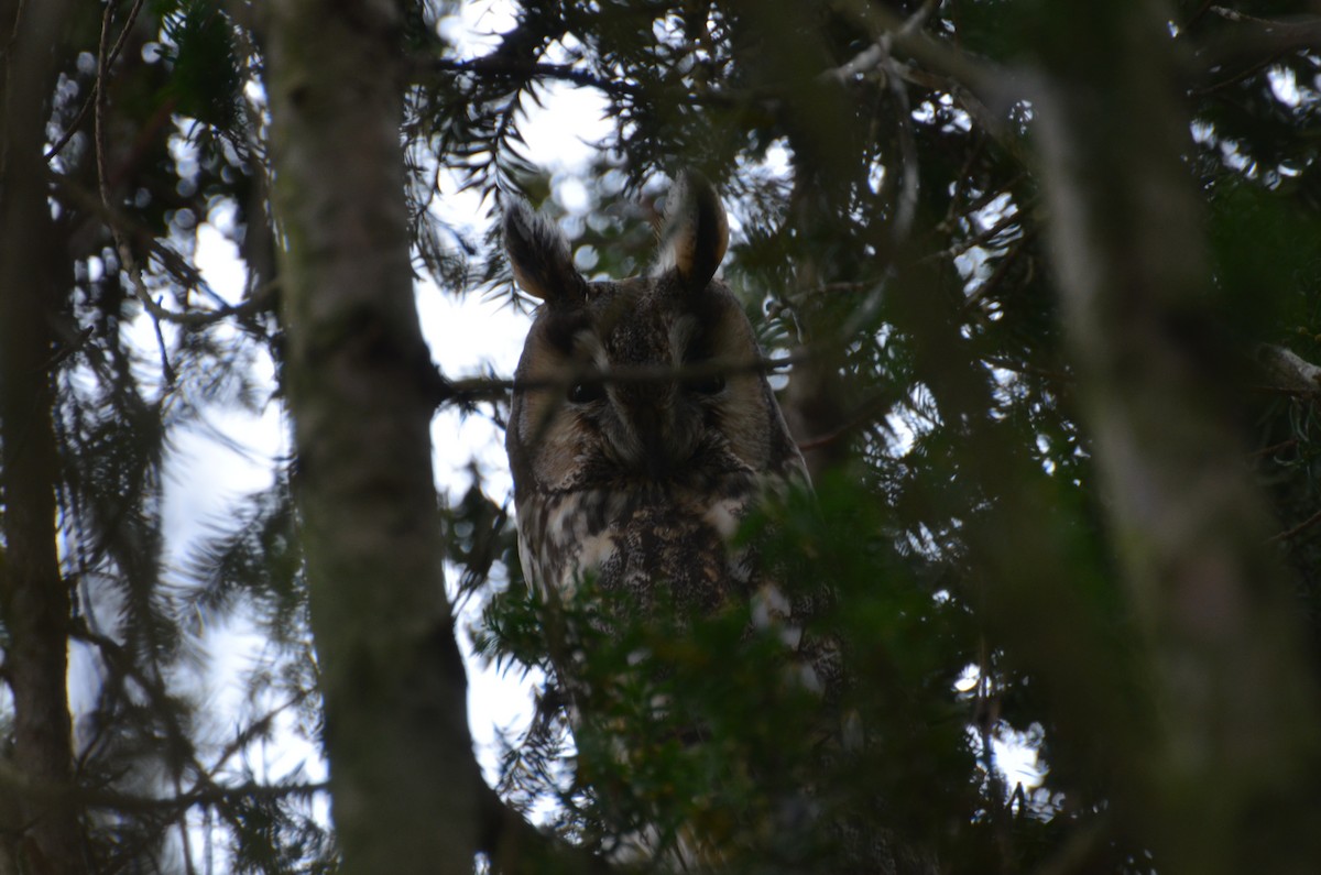 Long-eared Owl - ML406390321