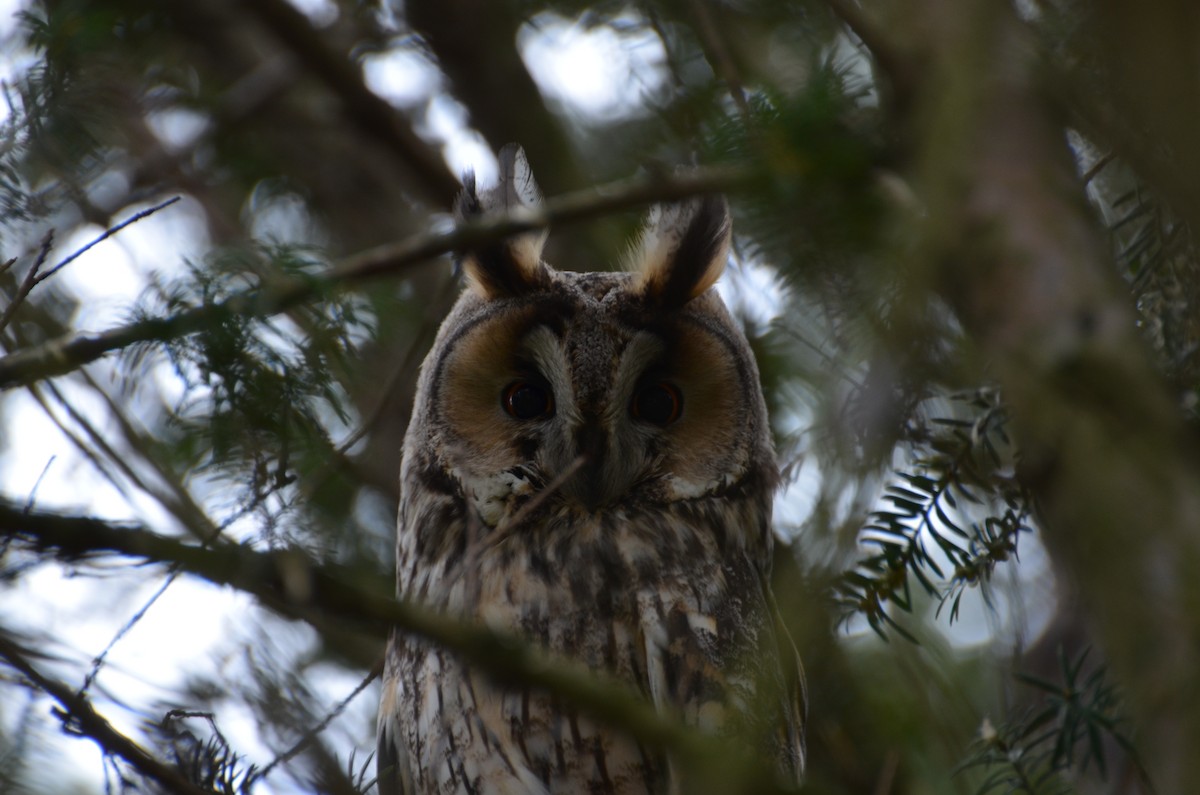 Long-eared Owl - ML406390401
