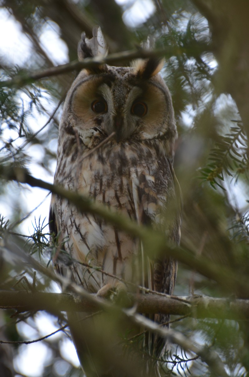 Long-eared Owl - ML406390441