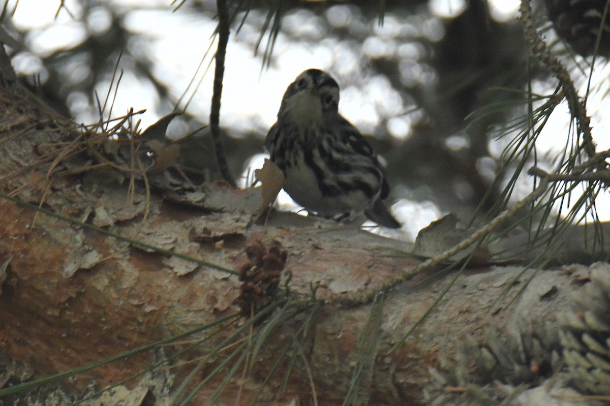 Black-and-white Warbler - ML406396181